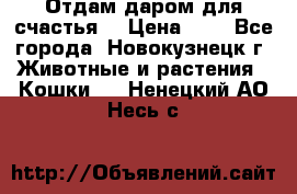 Отдам даром для счастья. › Цена ­ 1 - Все города, Новокузнецк г. Животные и растения » Кошки   . Ненецкий АО,Несь с.